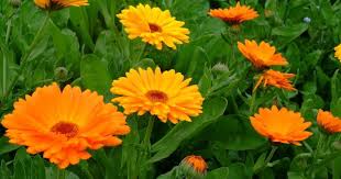 Calendula