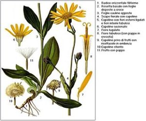 arnica