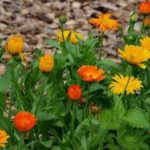calendula