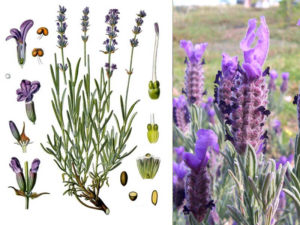 lavanda