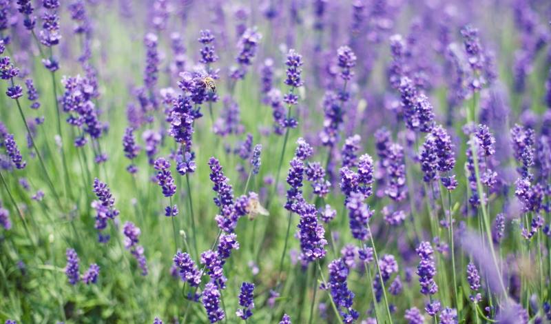 lavanda