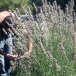 lavanda