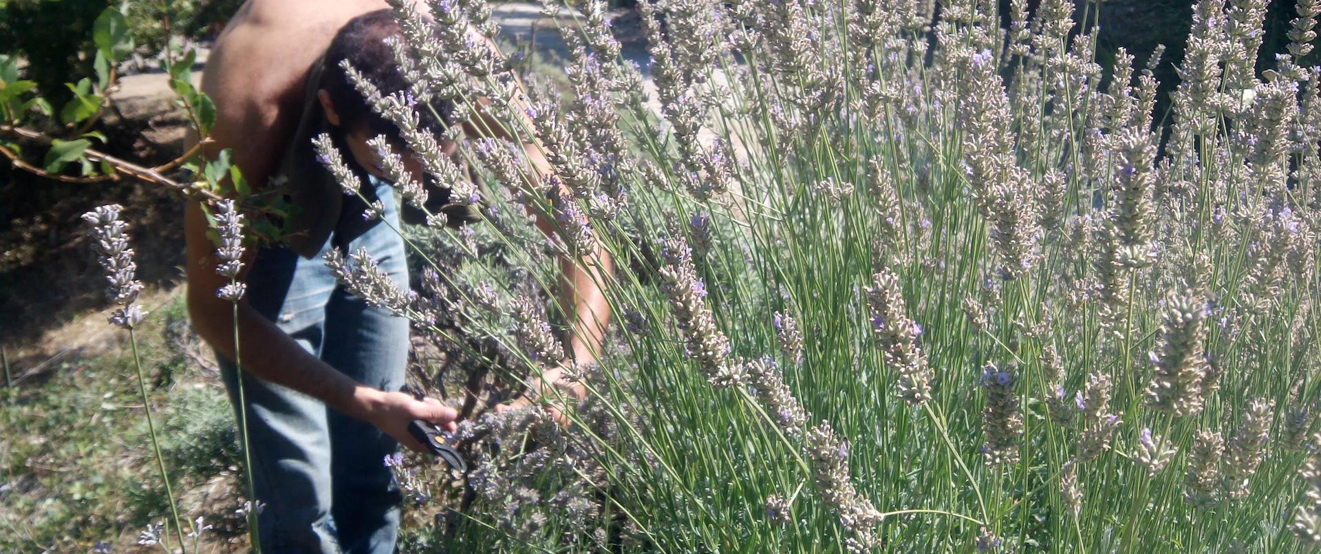 lavoro lavanda